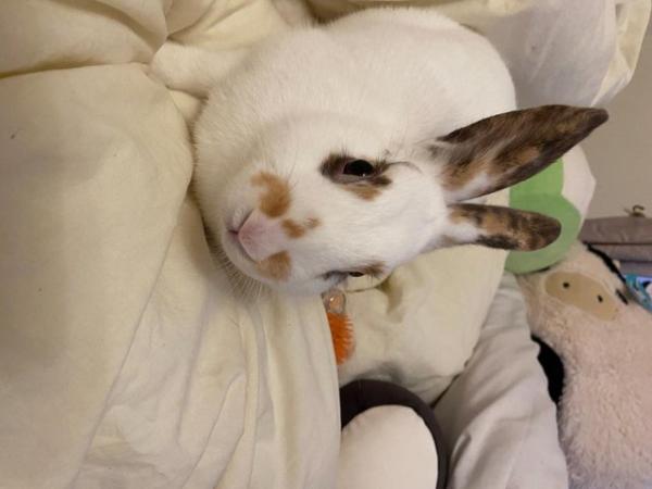 Image 1 of white and brown female rabbits