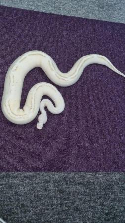 Image 4 of Royal python-pastel yellow belly spark(pastel puma)