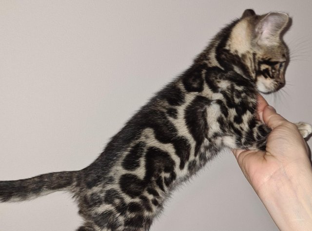 Preview of the first image of Beautiful TICA registered Bengal kittens.