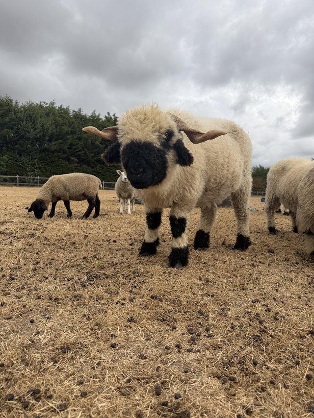 2 valais black nose wethers