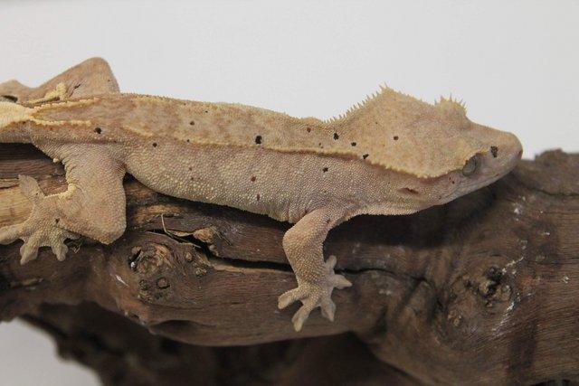 Image 14 of Crested geckos males and females