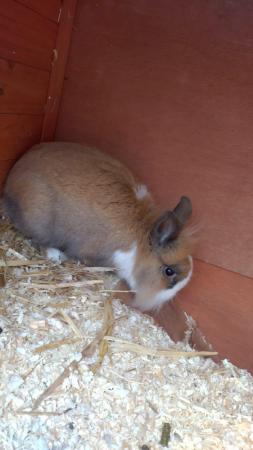 Image 2 of Lionhead buck for new home comes with
