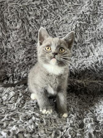 Image 4 of 9 week old bsh kittens ready now