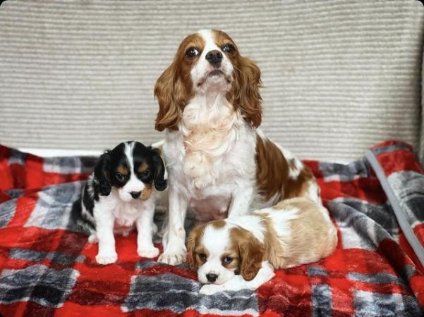 Image 15 of STUNNING CAVALIER KING CHARLES PUPPIES