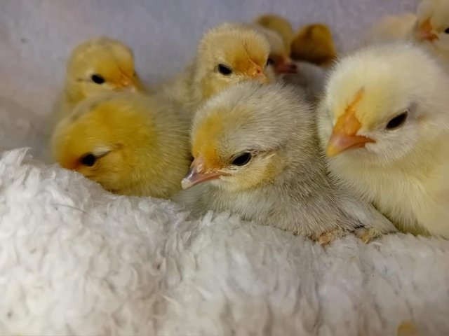 Preview of the first image of Porcelain Sablepoot Bantam Chicks ~ hatched 17.4.24.