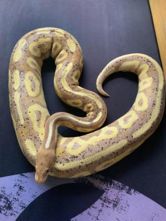 Image 3 of Royal / Ball python, Banana Cinnamon (male)