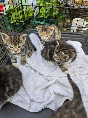 Image 6 of Litter of five tortie tabby kittens only one girl left