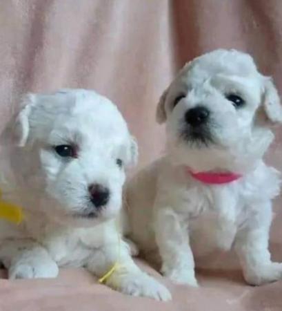 Image 2 of 2 Bishon frise pups left for sale