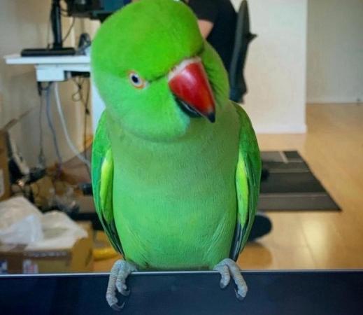 Image 2 of Baby tamed ring neck talking parrot
