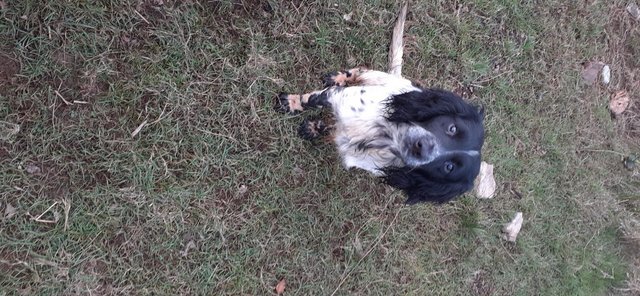 Image 5 of Scratch & Sniff 3 year old Sprocker Dogs
