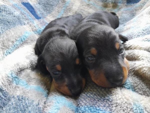 Image 3 of smooth hair black + tan mini dachshunds READY NOW