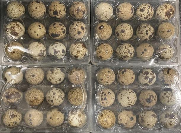 Image 2 of Jumbo Quail Hatching Eggs