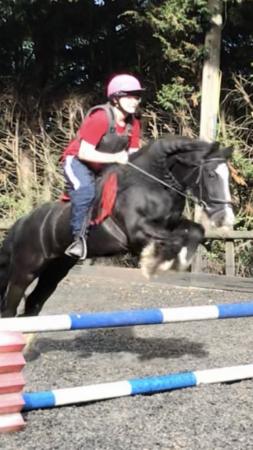 Image 3 of Super 12.3 gypsy cob gelding available for part loan