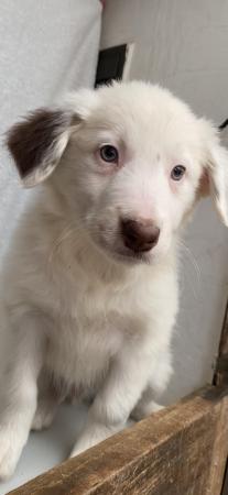 Image 6 of Beautiful Border collies puppies
