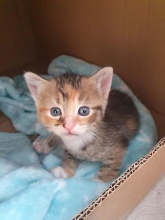 Image 2 of Kittens for sale (will be 9 weeks from 22nd June 2024