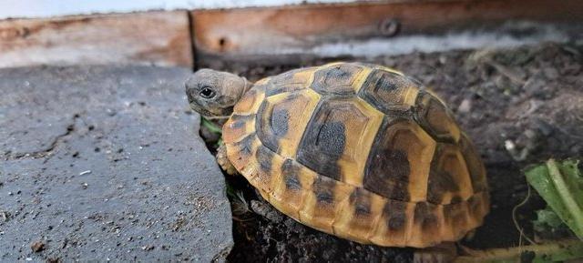 Image 2 of YOUNG (2023 hatched) HERMANNS TORTOISES FOR SALE