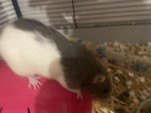 Image 5 of Silly tame female rat. Comes with setup