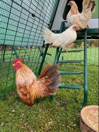 Image 1 of Serama hatching eggs for sale.