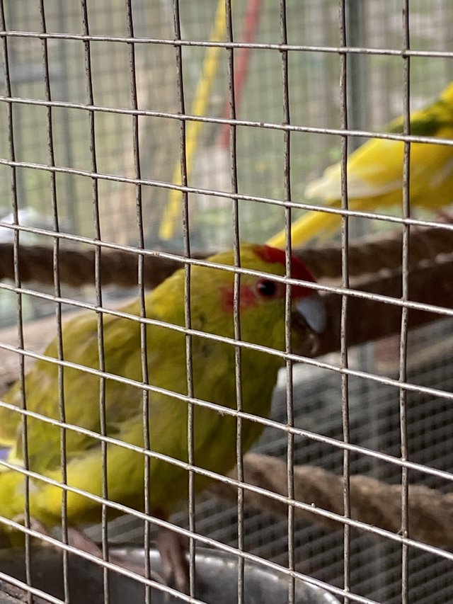 Kakarikies for sale yellows greens mixed — photo 4 of 4
