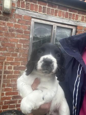 Image 5 of Working Springer Spaniel Puppies for sale