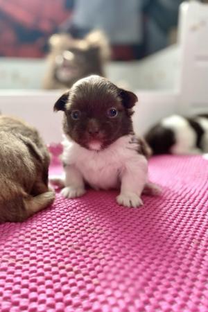 Image 6 of Ready Now Beautiful Pom shih pups 1 female 1 male