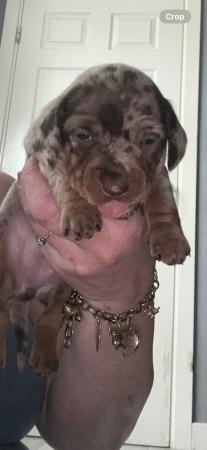 Image 6 of Stunning mini dacschund pups