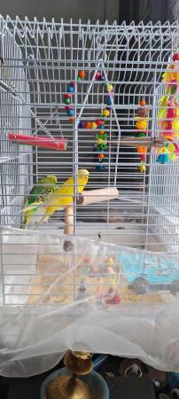 Image 3 of 2 budgies with cage for sale