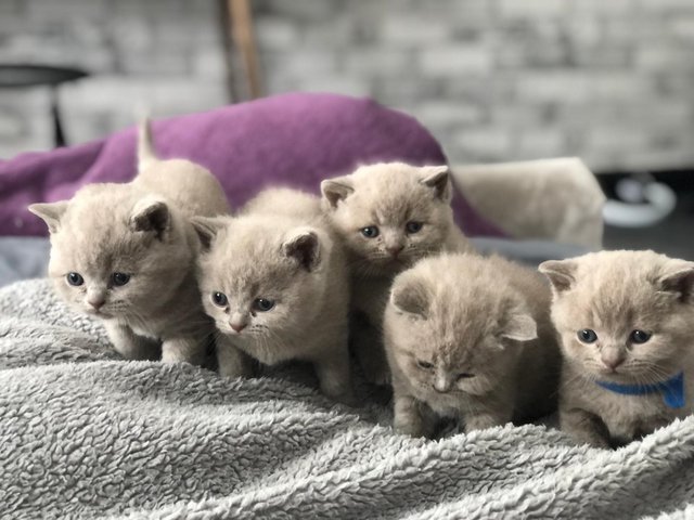 Preview of the first image of British shorthair lilac kittens.