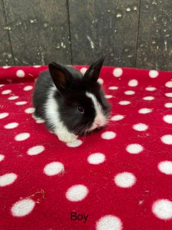 Image 4 of Stunning mini lop and lion head rabbits