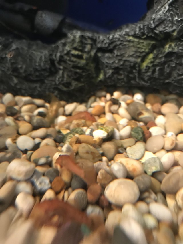 Preview of the first image of Pleco super red £5 and standard £2.