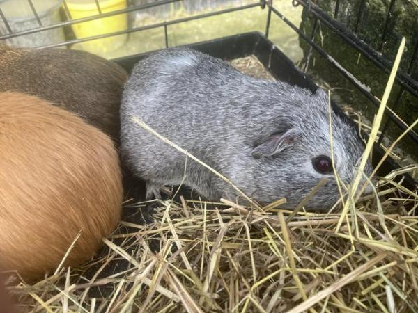 Image 3 of Guinea pigs for sale boys and girl
