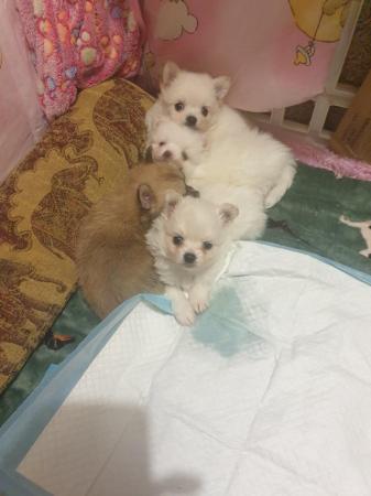 Image 5 of Beautiful pomchi puppies for sale ready for there forever ho
