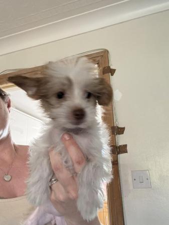 Image 4 of Chinese Crested KC reg pups