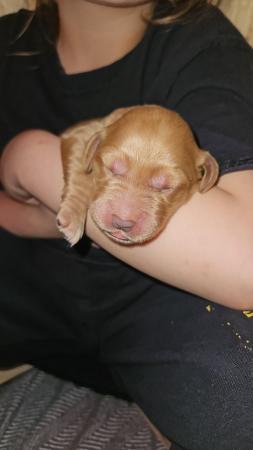 Image 4 of 11 day old labradoddle pups