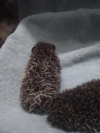 Image 2 of African pygmy hedgehog mixed pinto colours  boysavailable