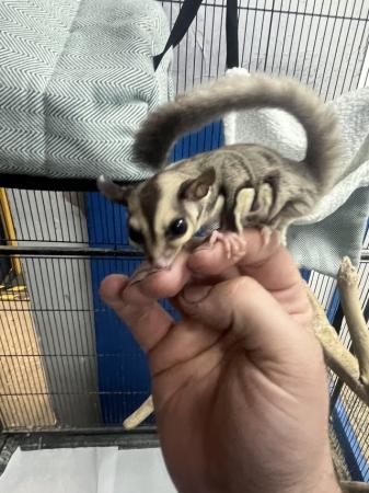 Image 5 of Various sugar gliders for sale all females