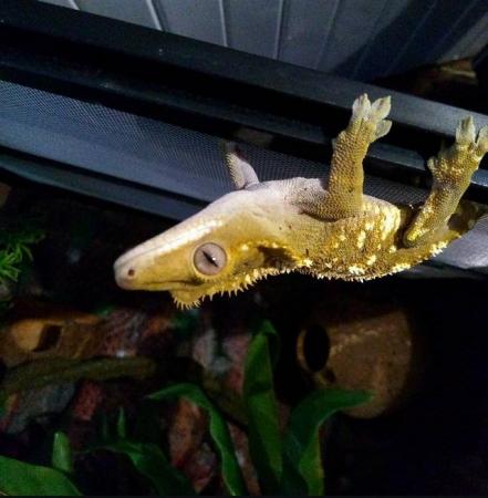 Image 2 of Male Crested Gecko blonde morph with Vivarium