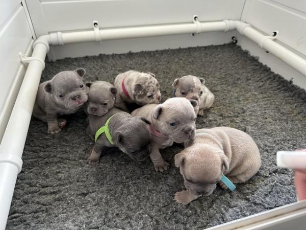 Image 45 of French bulldog Puppys quality litter PP avail