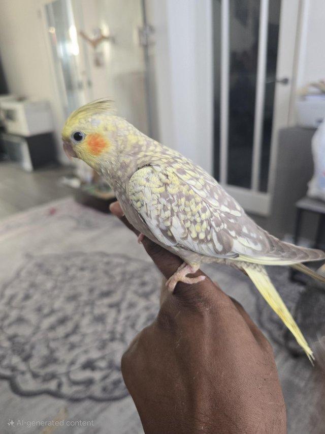 8 week old Beautiful super tame Pearl cocaktiel