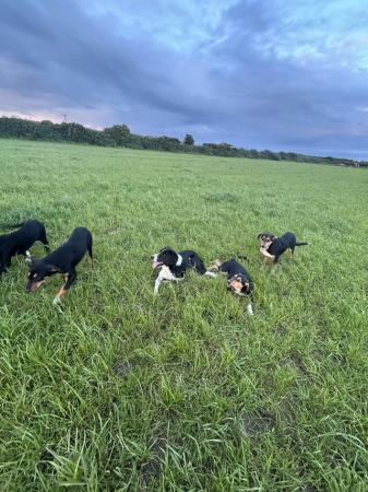 Image 15 of Collie/ Huntaway pups for sale.
