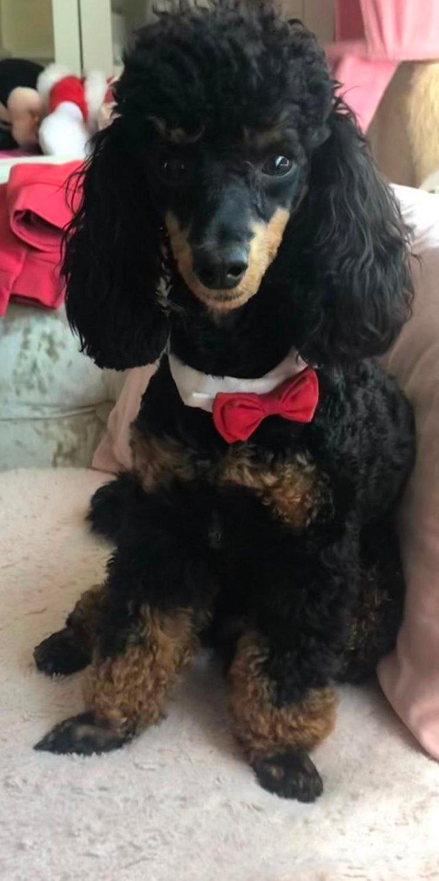 KC Phantom Toy Poodle for Stud Fully Health tested CEAR For Stud in Chislehurst Kent Preloved