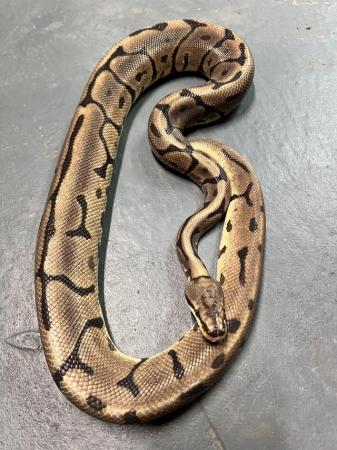 Image 3 of Male Leopard Spider Het Pied Ball Python