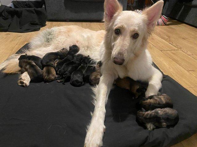 Preview of the first image of Stunning colourful German Shephard babies.