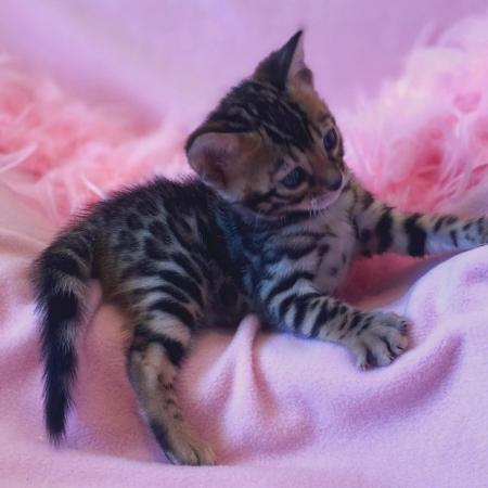Image 4 of Bengal Kittens For Sale - GCCF Pedigree - Registered
