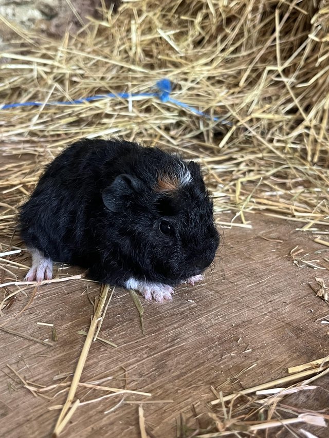 Preview of the first image of Selection of baby Guinea Pigs.
