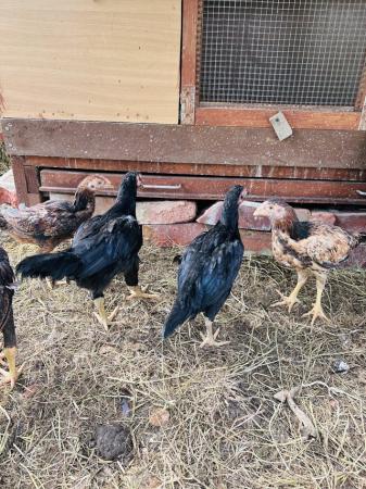 Image 5 of Aseel chicks for sale veryhealthy