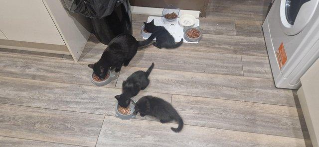 Image 6 of 2 kittens for sale. Mixed breed male and female
