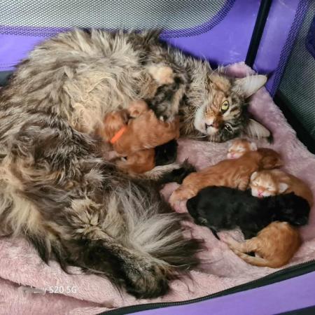 Image 3 of Beautiful Maine Coon kittens for sale