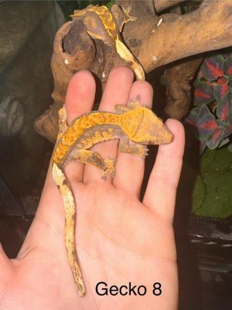 Image 12 of Crested Geckos for sale collection from Chingford.