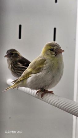 Image 4 of Linnets finches cage breed hand reared